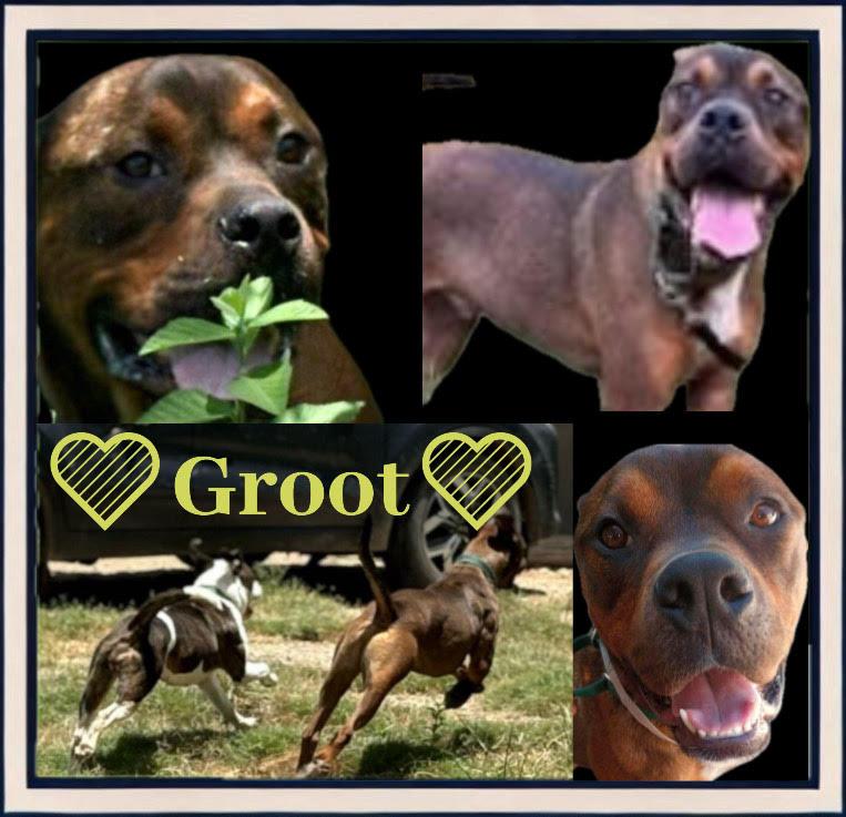Groot-Rockdale, TX, a Adoptable mixed breed in Rockdale, TX image 3/5