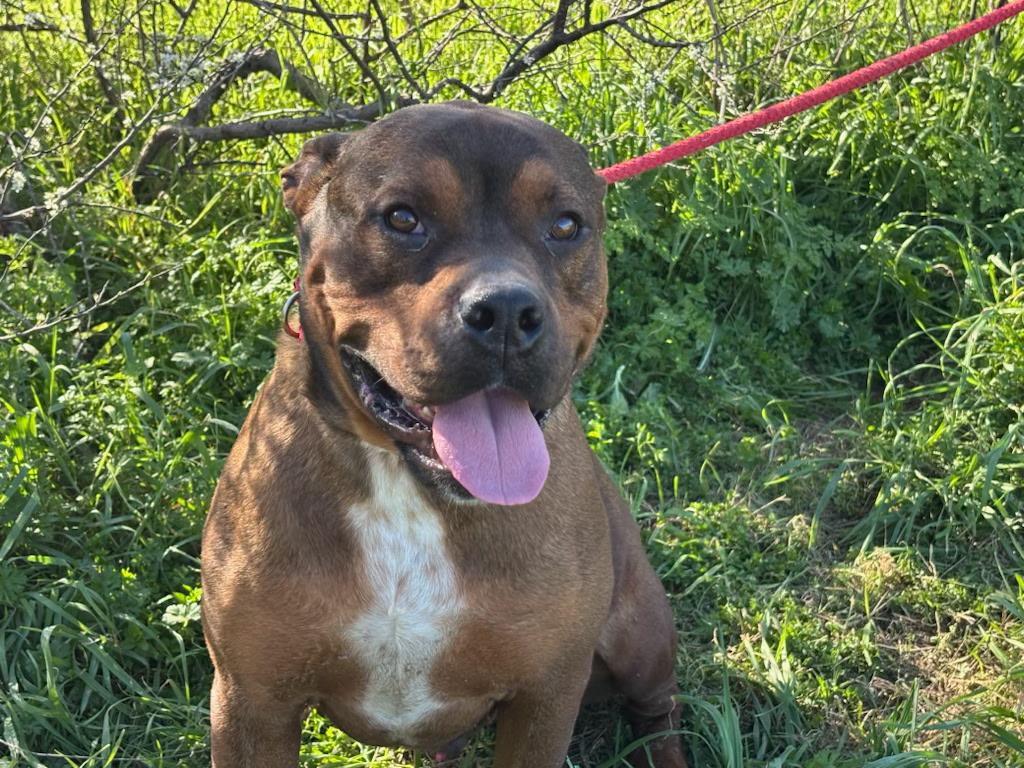 Groot-Rockdale, TX, a Adoptable mixed breed in Rockdale, TX image 2/5