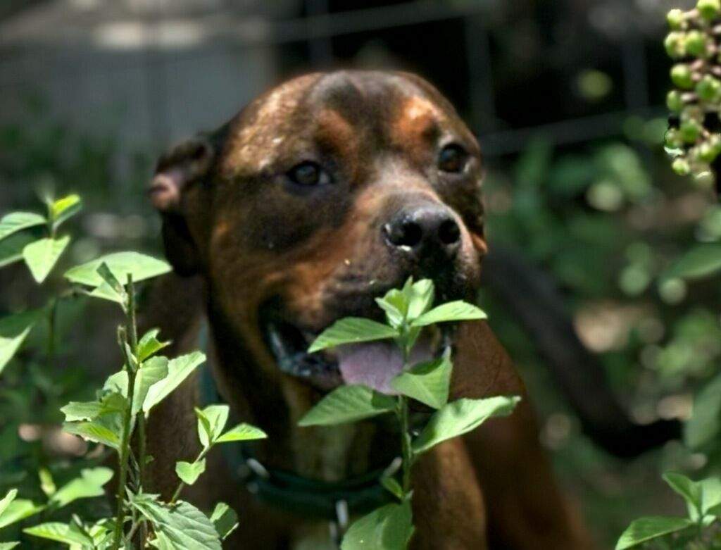 Groot-Rockdale, TX, a Adoptable mixed breed in Rockdale, TX image 4/5
