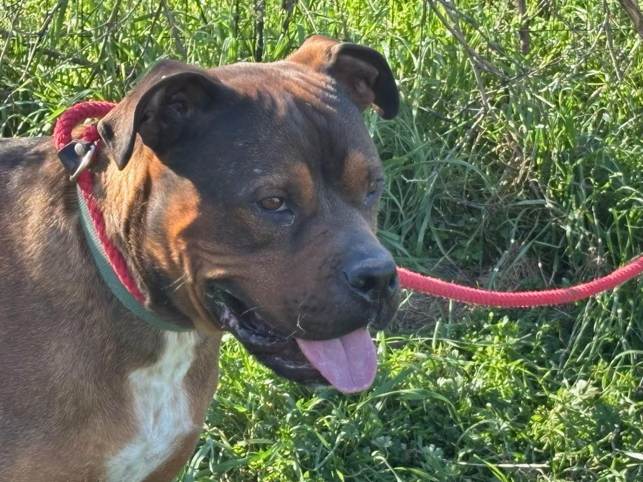 Groot-Rockdale, TX, a Adoptable mixed breed in Rockdale, TX image 1/5