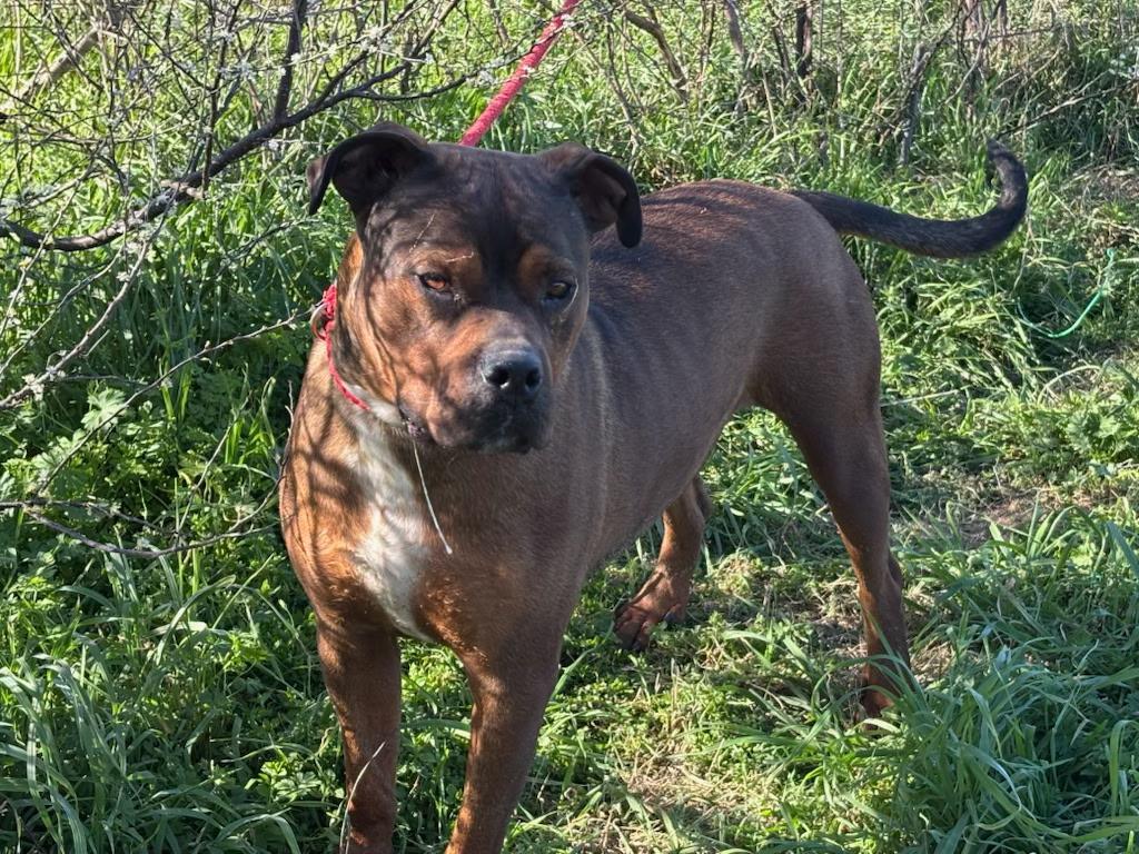 Groot-Rockdale, TX, a Adoptable mixed breed in Rockdale, TX image 5/5