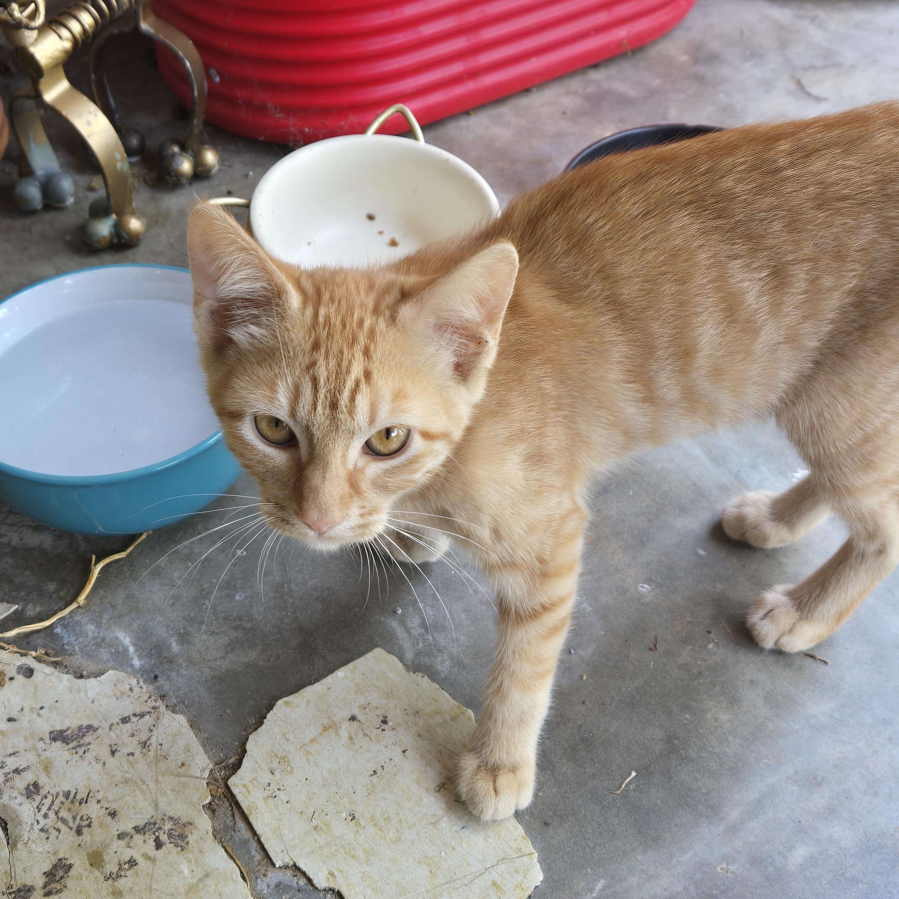 Enlarge Carrot, a Adoptable American Shorthair in Tulsa, OK image 1/1