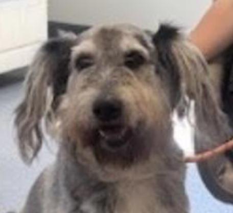 Buddy Floof thumbnail 3