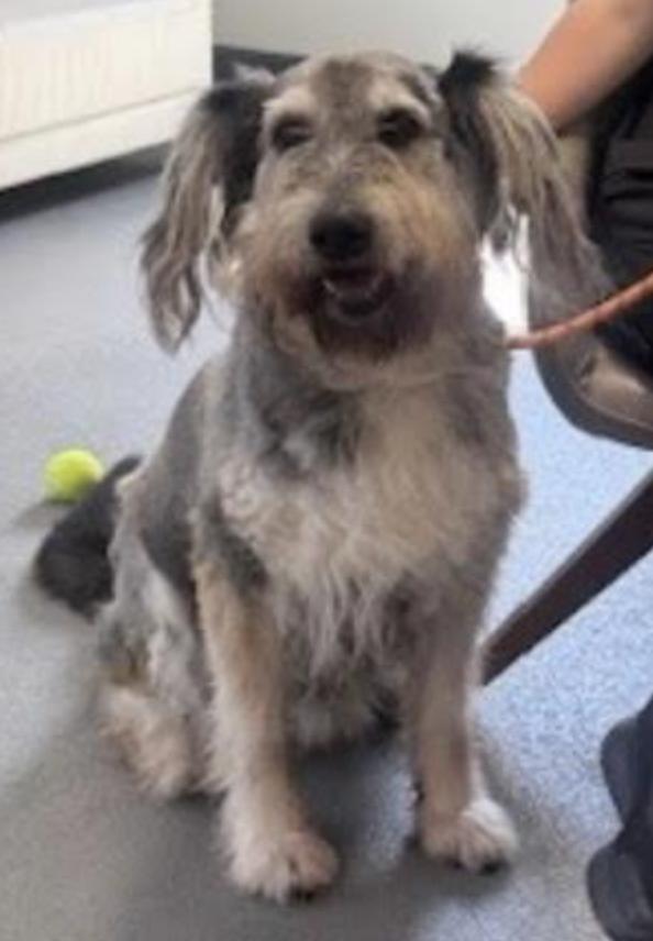 Buddy Floof thumbnail 5