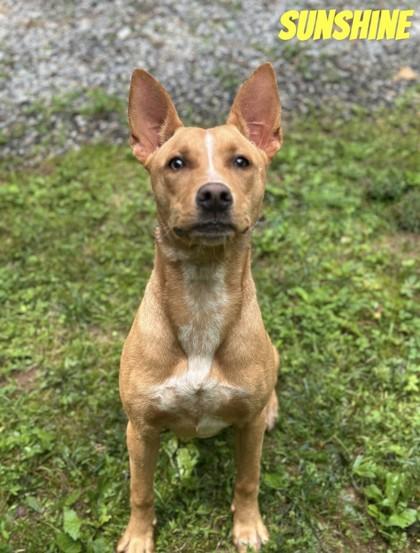 Rue , ADOPTABLE, Adult Female Terrier.