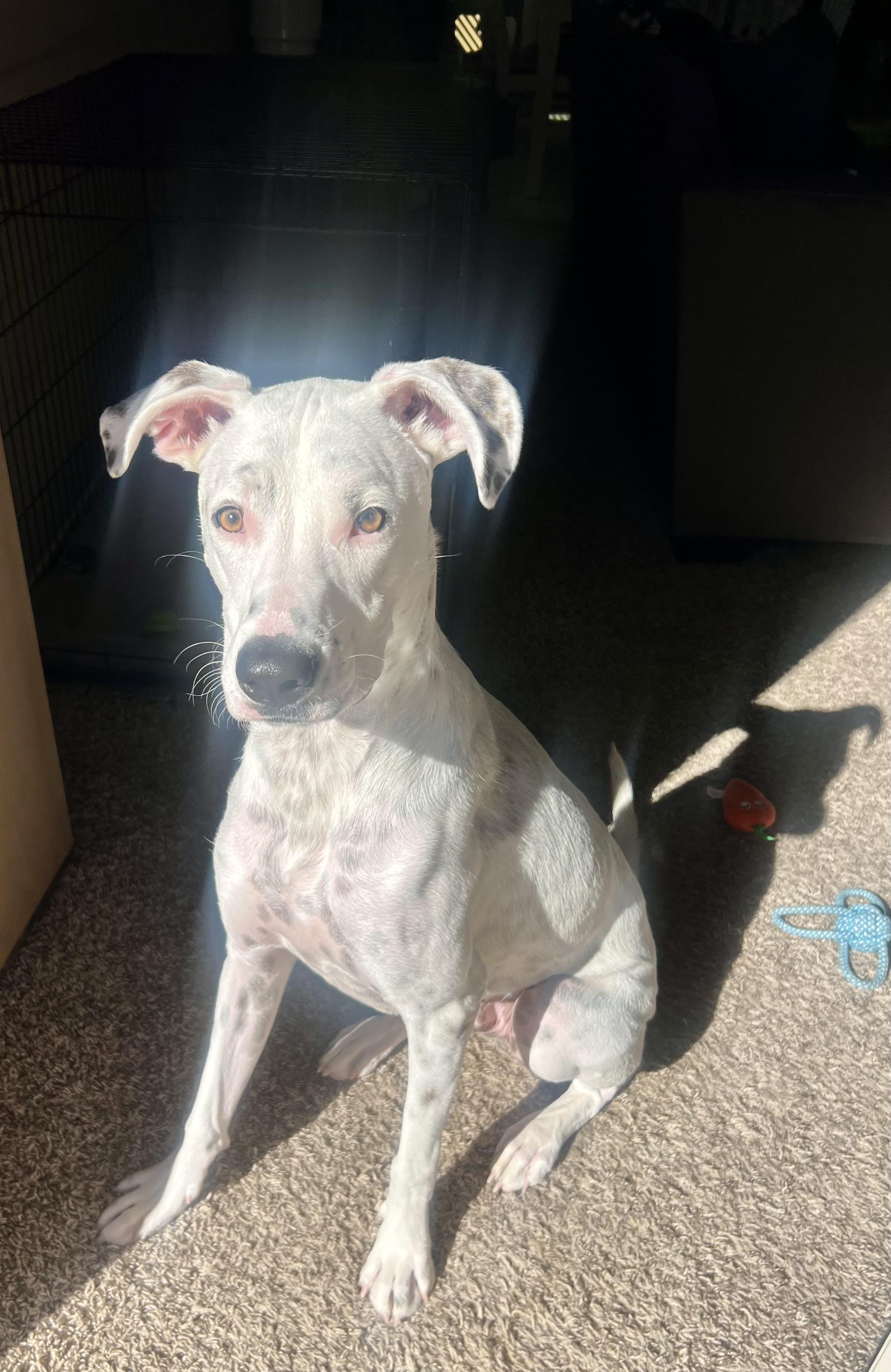 Chuck Bass, Adoptable, Adult Male Dalmatian.