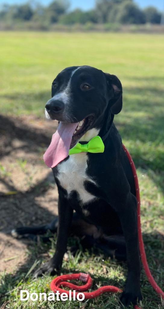 Donatello, Adoptable, Adult Male Labrador Retriever.