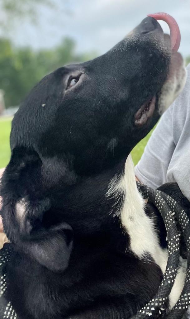 Enlarge Donatello, a Adoptable mixed breed in Saint Francisville, LA image 2/6