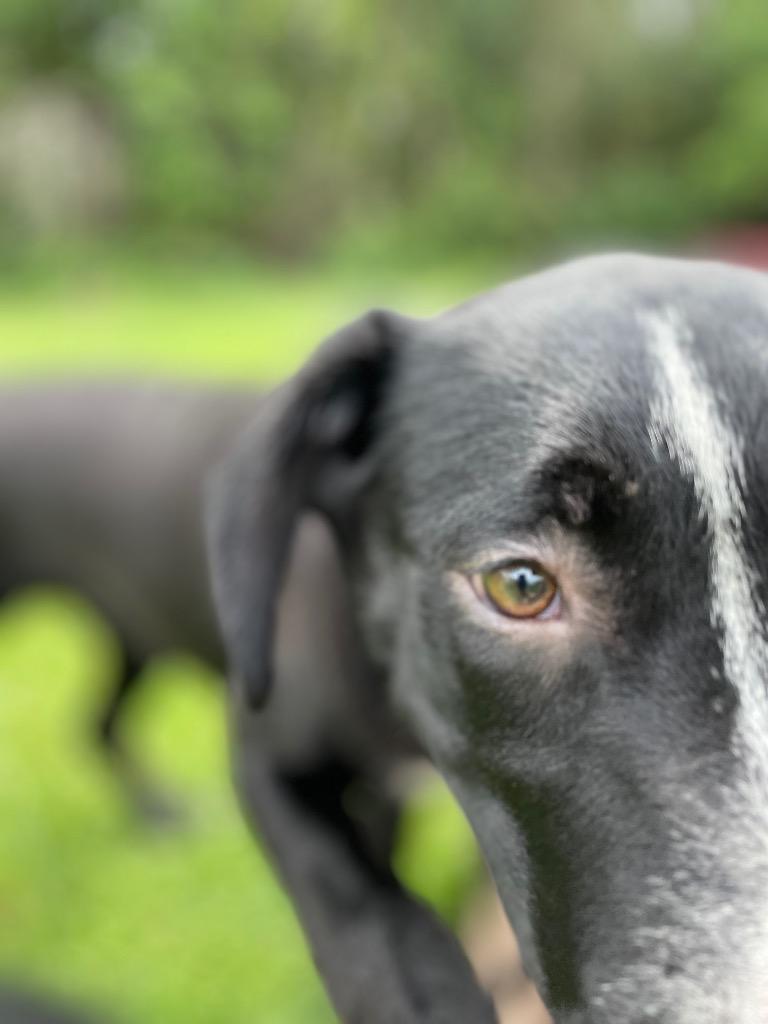 Enlarge Donatello, a Adoptable mixed breed in Saint Francisville, LA image 3/6