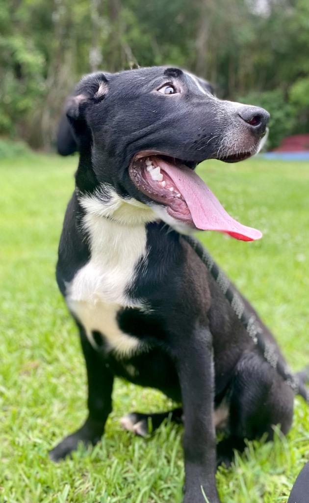 Enlarge Donatello, a Adoptable mixed breed in Saint Francisville, LA image 5/6