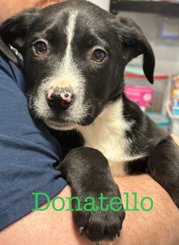 Enlarge Donatello, a Adoptable mixed breed in Saint Francisville, LA image 6/6