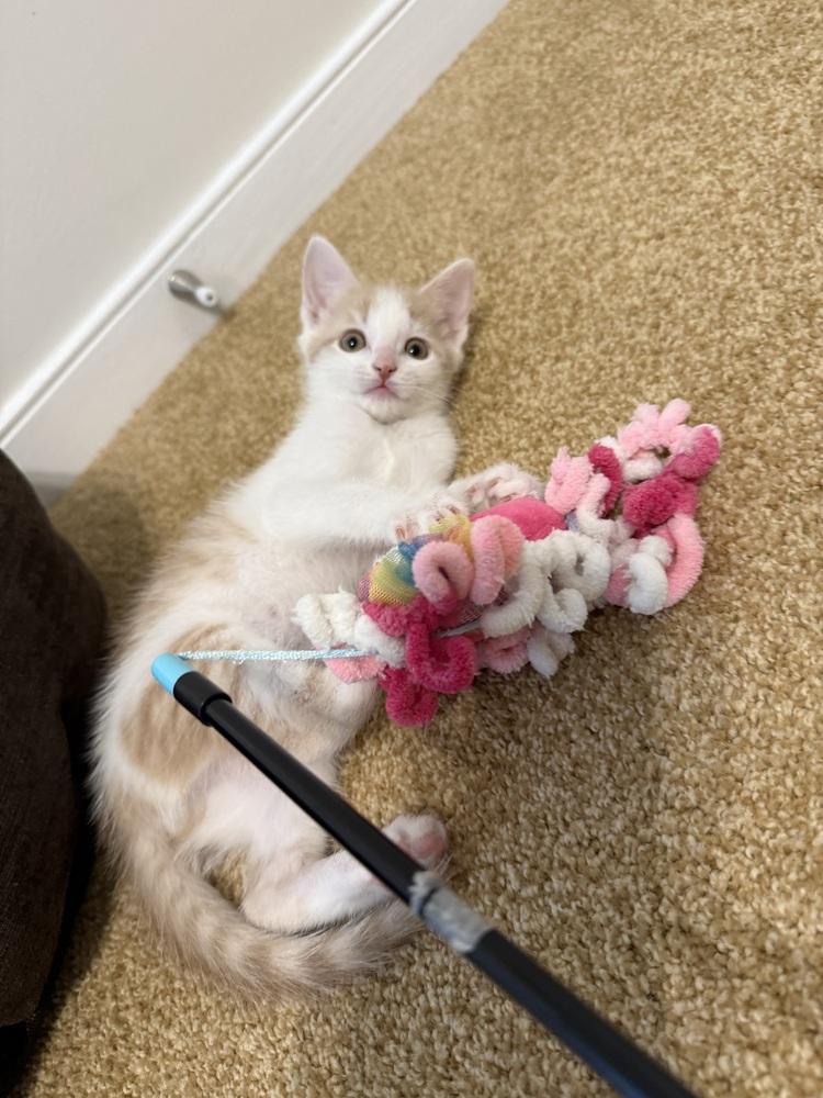 Shenandoah, a Adoptable Domestic Short Hair in Henrico, VA image 2/6