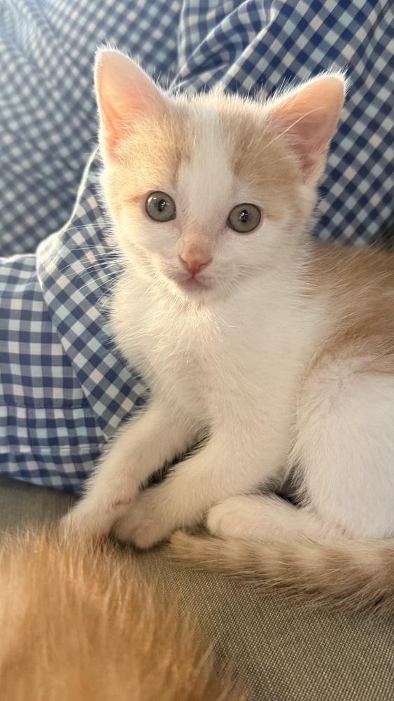 Shenandoah, a Adoptable Domestic Short Hair in Henrico, VA image 3/6