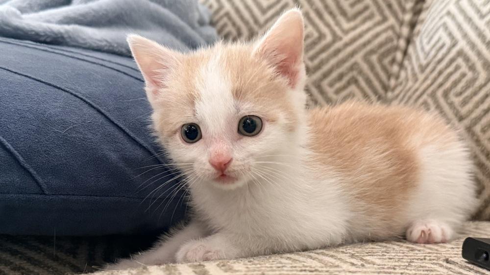 Shenandoah, a Adoptable Domestic Short Hair in Henrico, VA image 5/6