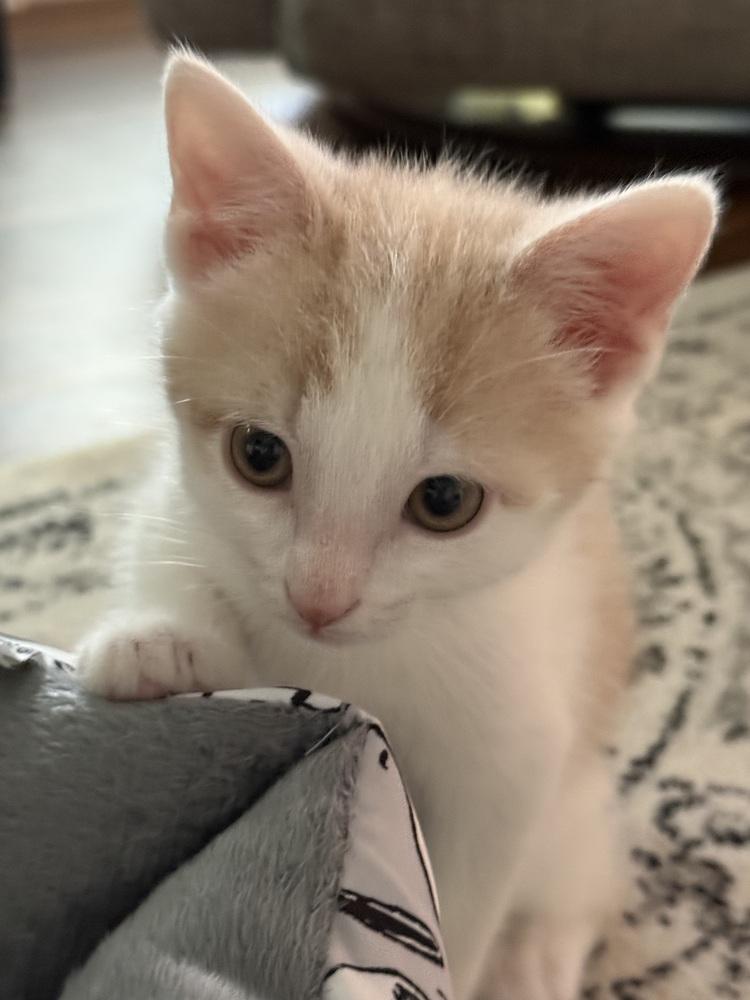 Shenandoah, a Adoptable Domestic Short Hair in Henrico, VA image 6/6