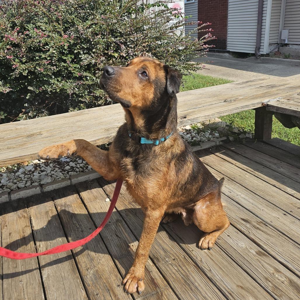Marvin III 25-115, Adoptable, Adult Male Shepherd & Labrador Retriever.