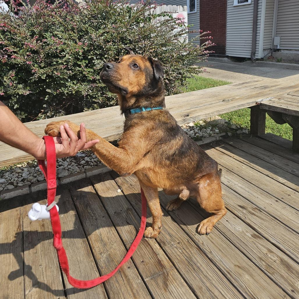 Enlarge Marvin III 25-115, a Adoptable mixed breed in Little Rock, AR image 2/5
