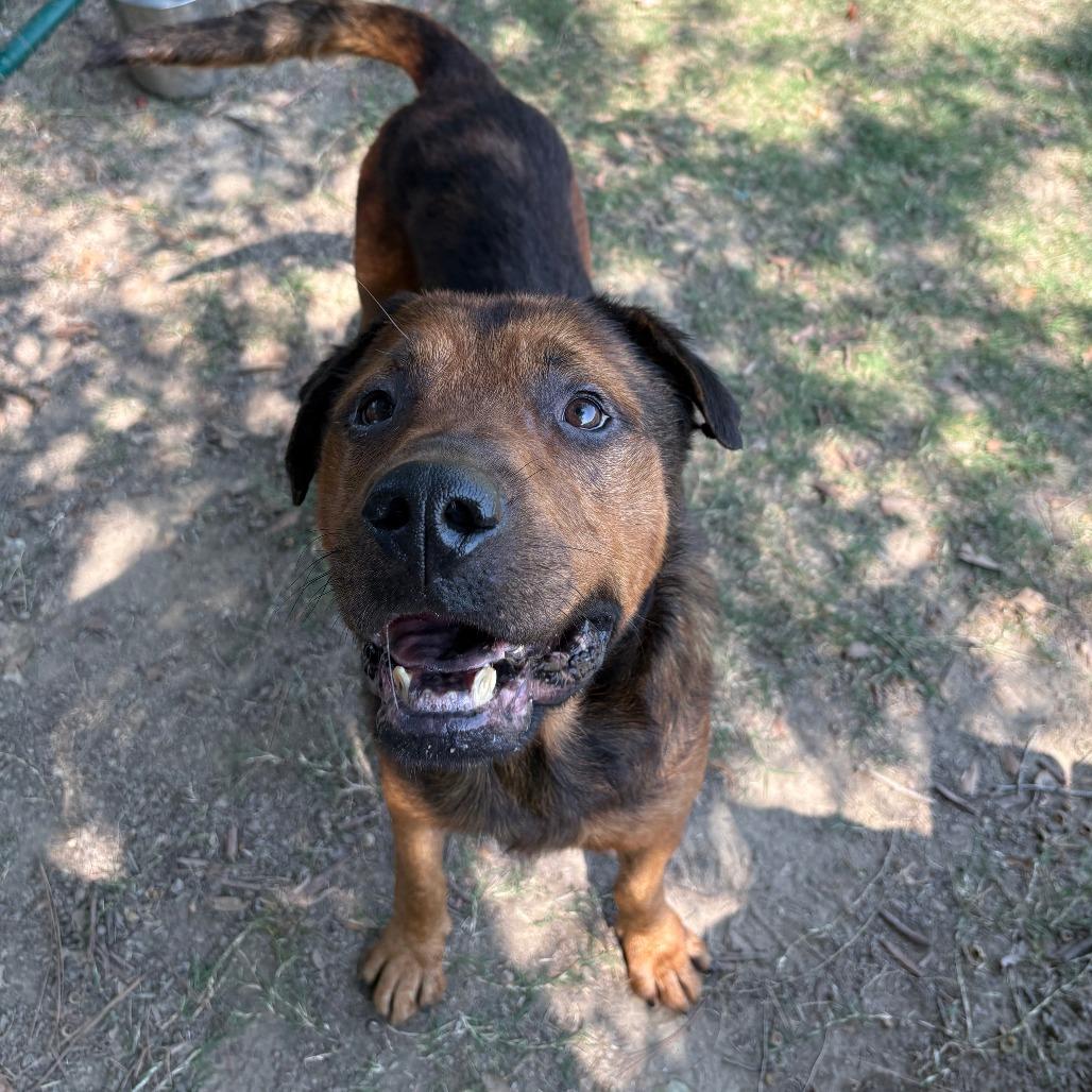 Enlarge Marvin III 25-115, a Adoptable mixed breed in Little Rock, AR image 4/5