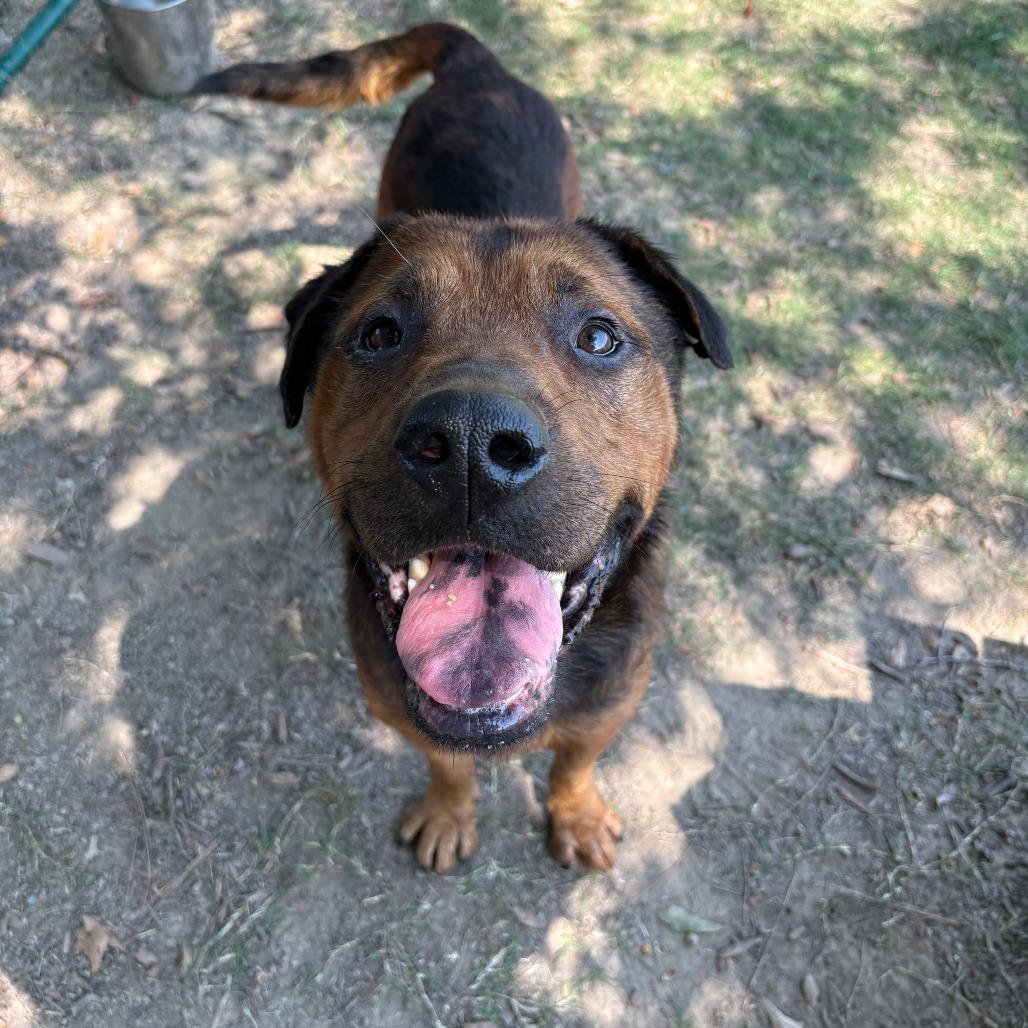 Enlarge Marvin III 25-115, a Adoptable mixed breed in Little Rock, AR image 5/5