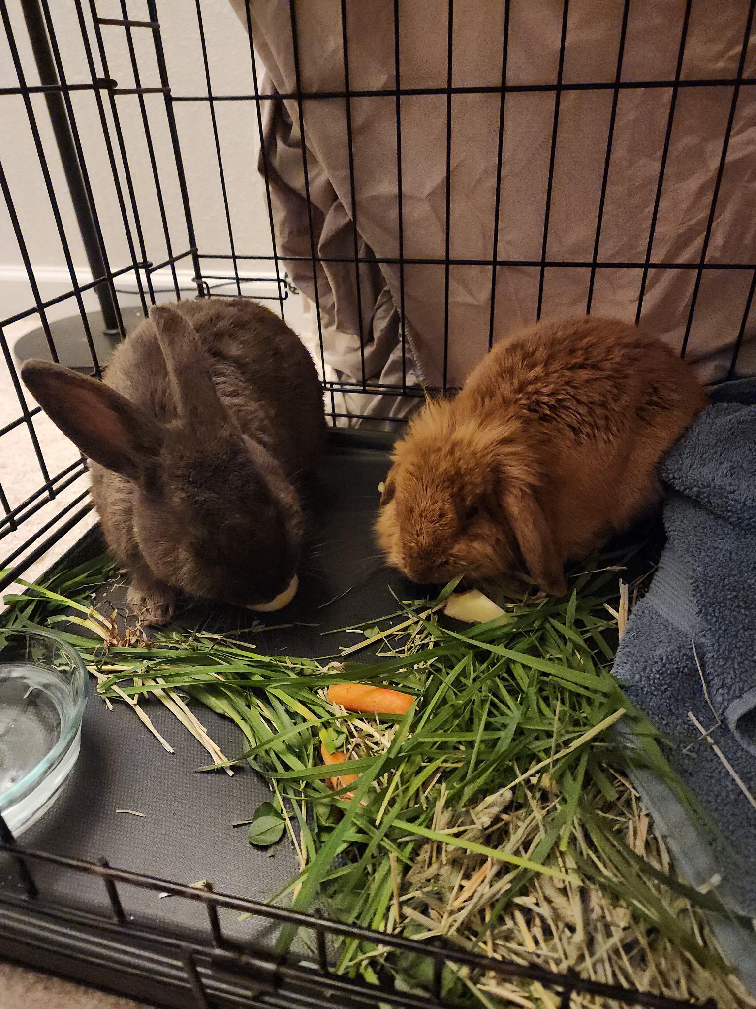 Dean & Cashew (bonded brothers), Young Male Holland Lop