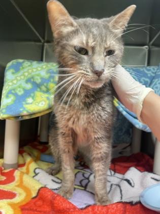 Cherub, a Adoptable mixed breed in Montreal, QC image 3/3