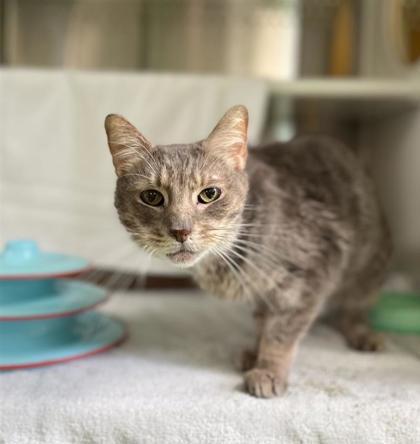 Cherub, Adoptable, Senior Female Domestic Short Hair & Domestic Short Hair.