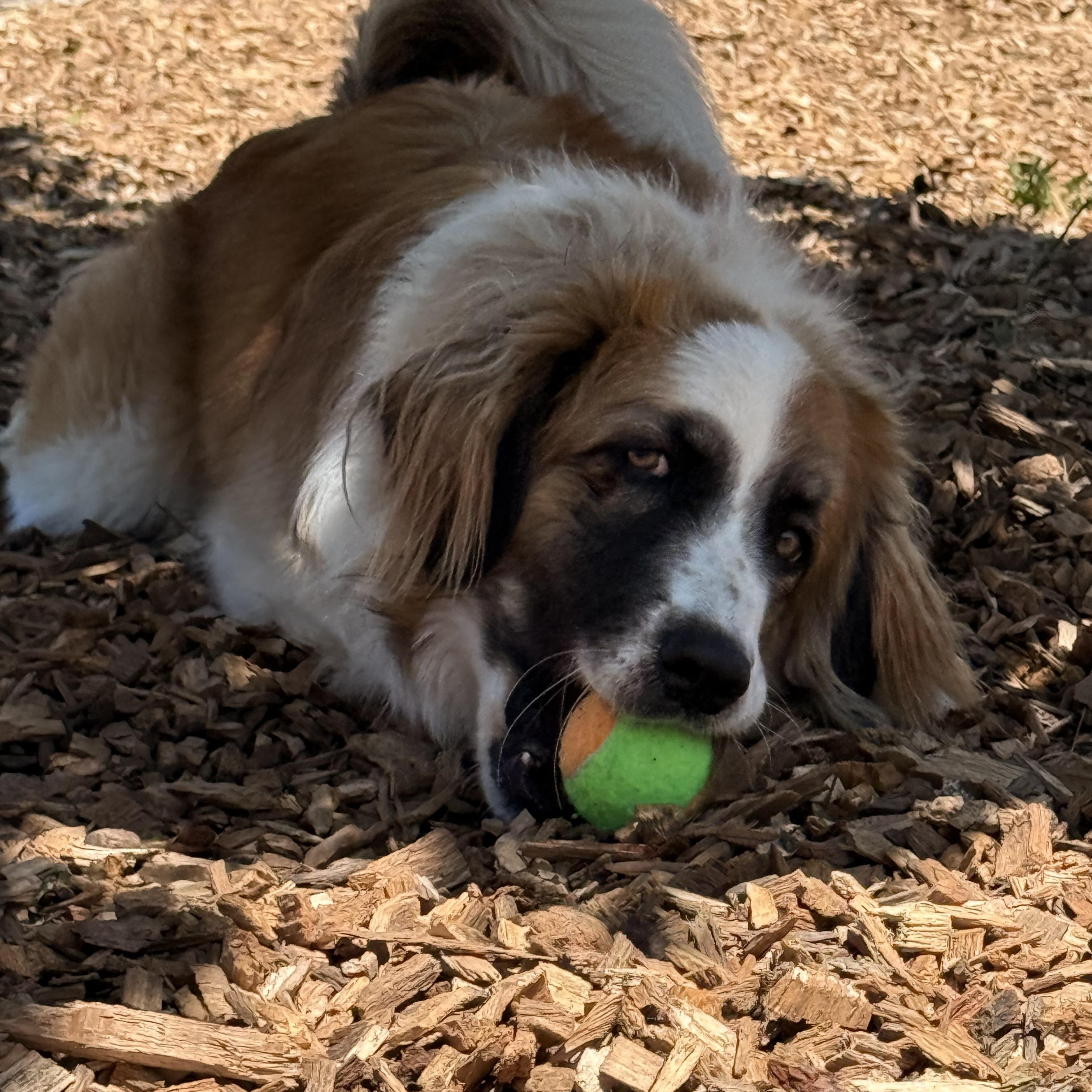 Malibu, an adoptable mixed breed in Pacific, MO image 2/3
