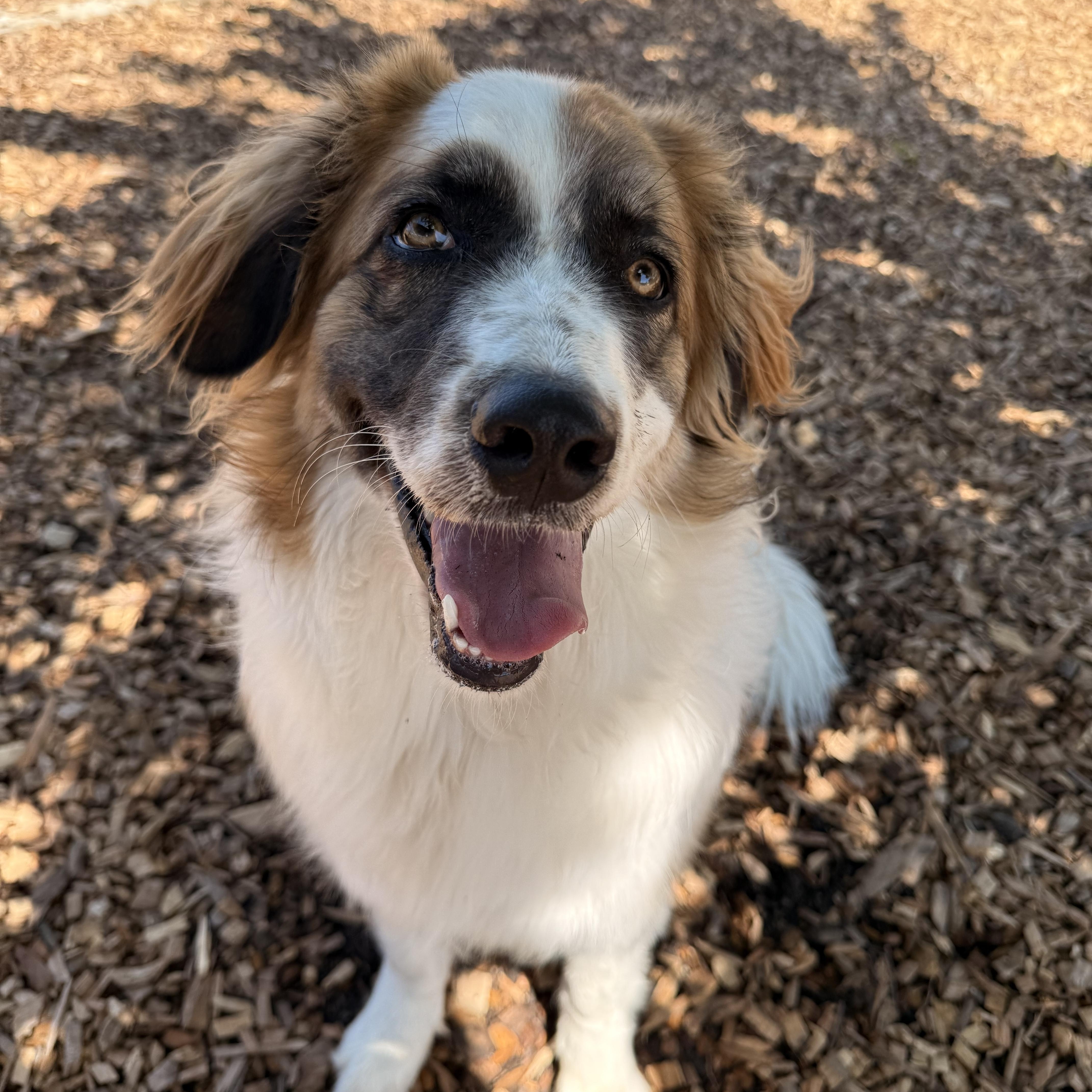 Malibu, adoptable, Young Female Australian Shepherd.