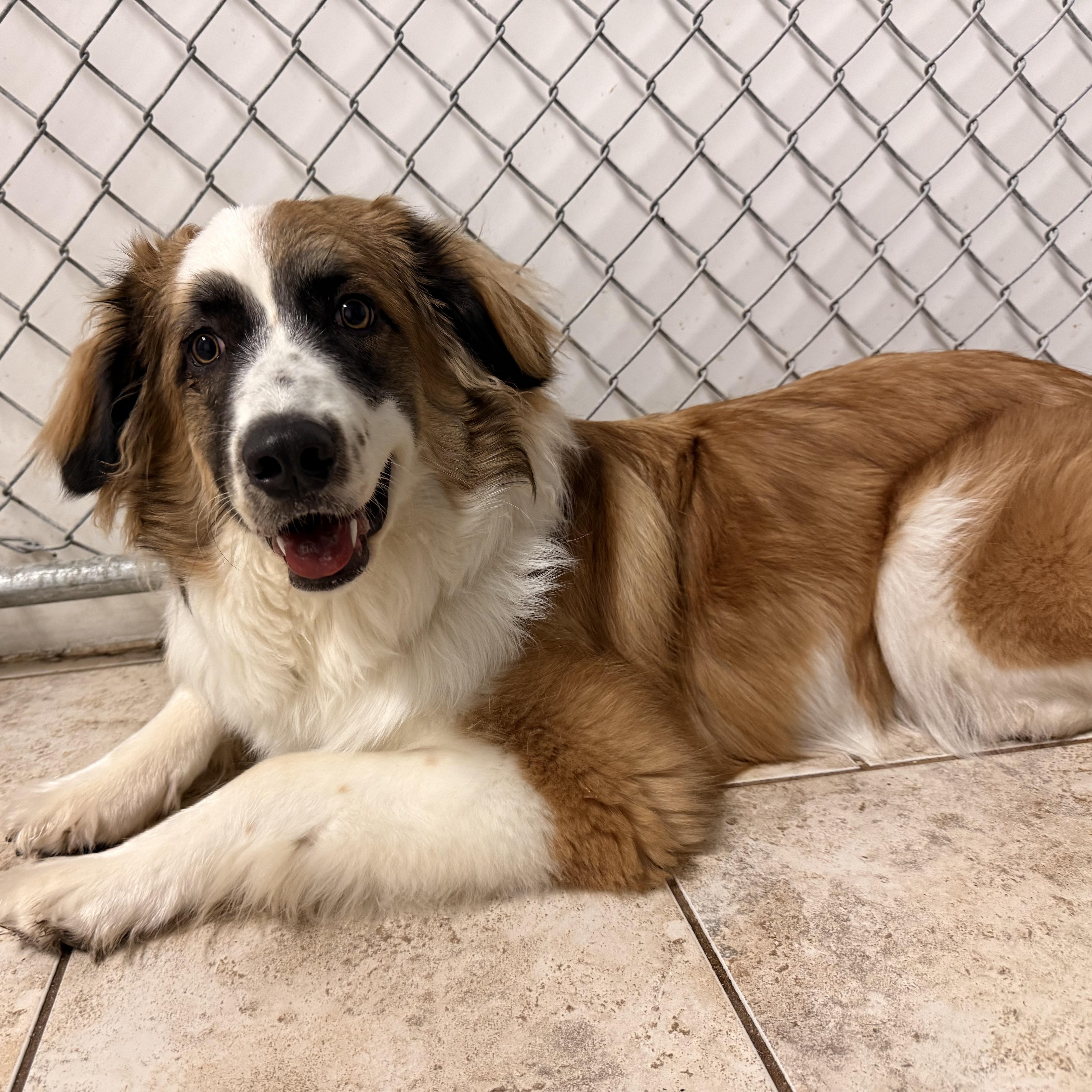 Enlarge Malibu, a ADOPTABLE mixed breed in Pacific, MO image 1/4