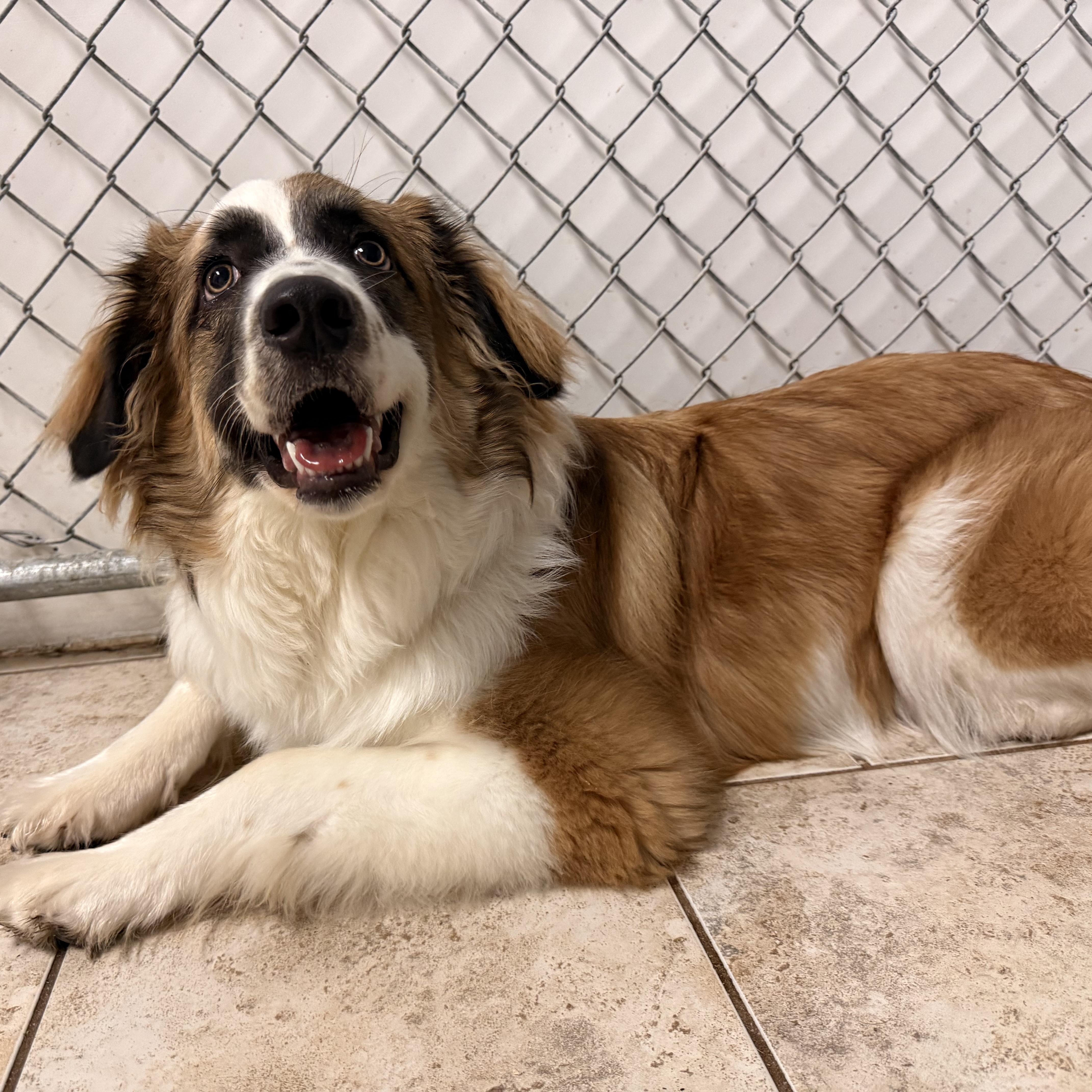 Enlarge Malibu, a ADOPTABLE mixed breed in Pacific, MO image 2/4