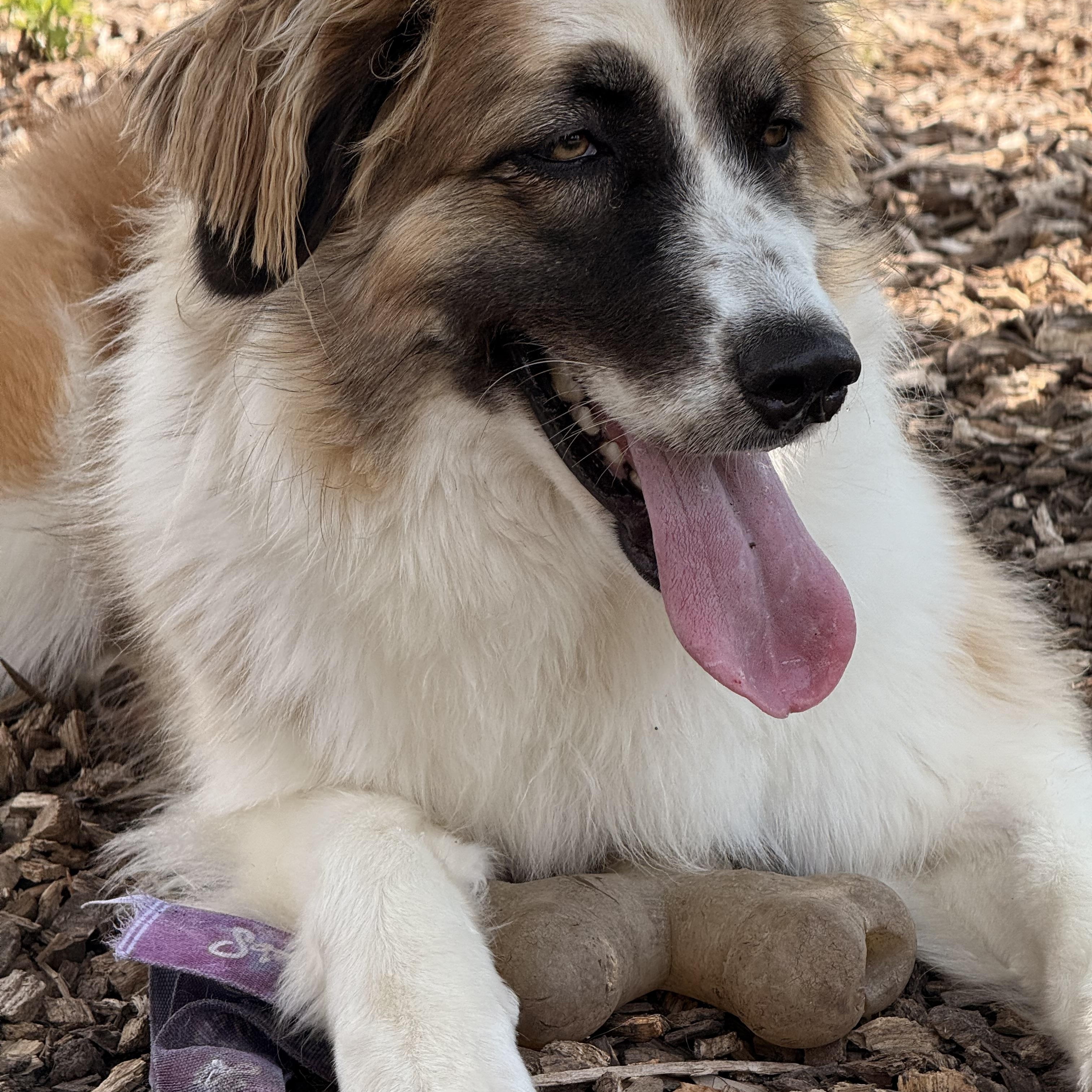 Enlarge Malibu, an adoptable mixed breed in Pacific, MO image 3/4