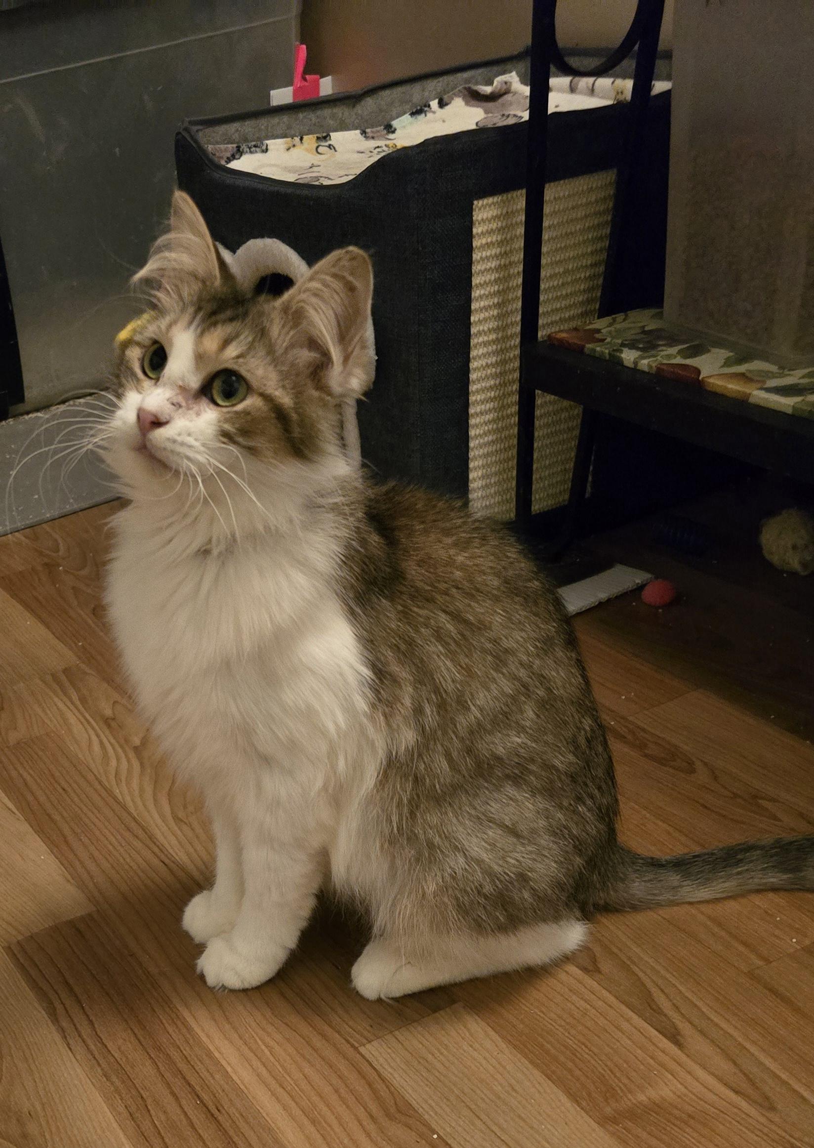 Enlarge Brandy, a ADOPTABLE Domestic Medium Hair in Massillon, OH image 2/4