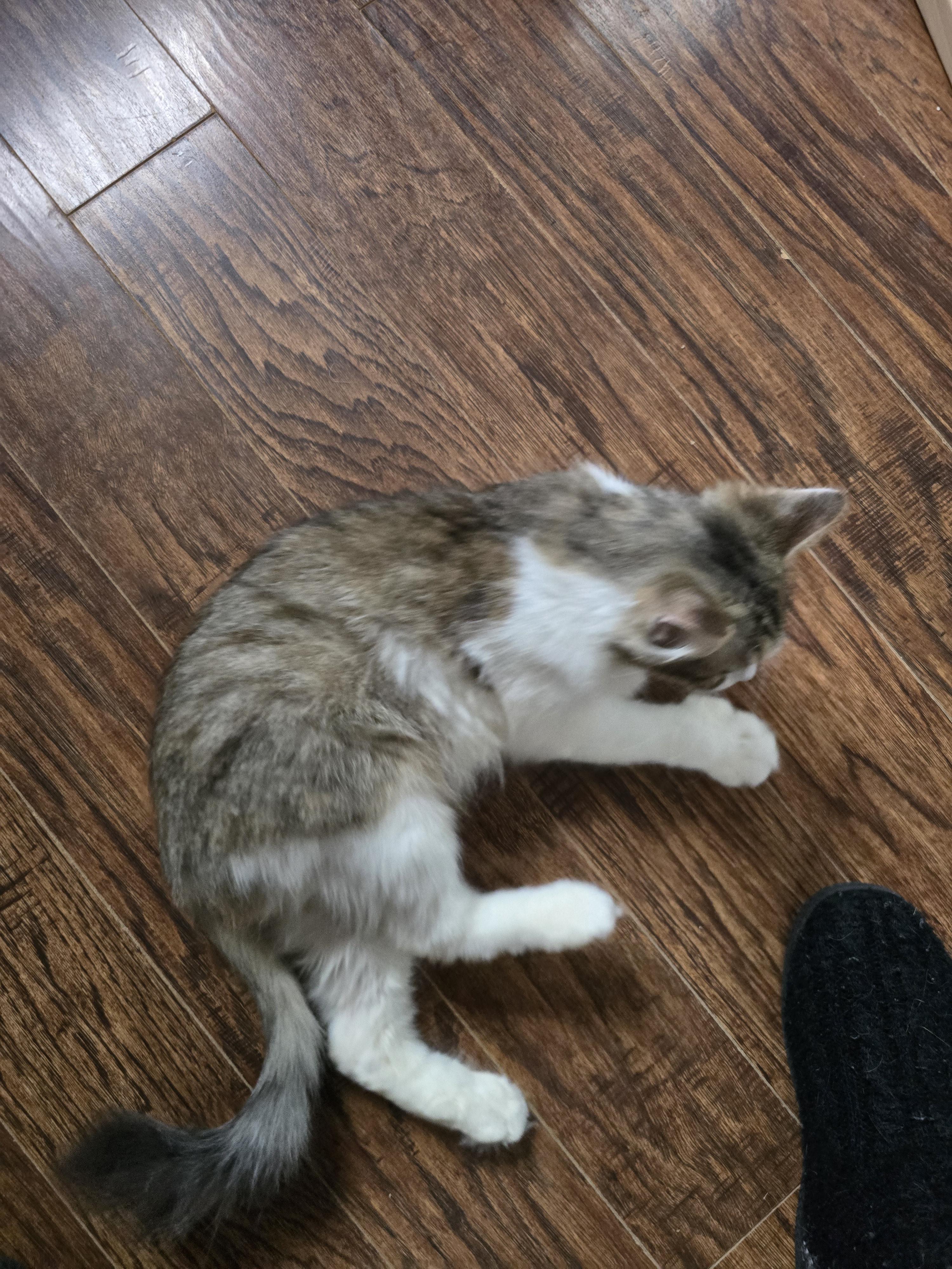 Enlarge Brandy, a ADOPTABLE Domestic Medium Hair in Massillon, OH image 4/4