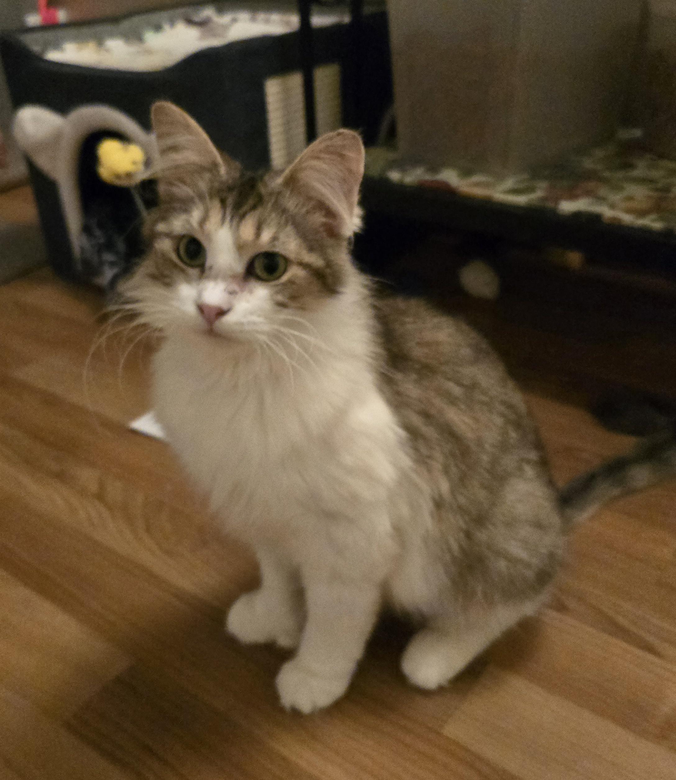 Brandy, ADOPTABLE, Adult Female Domestic Medium Hair.