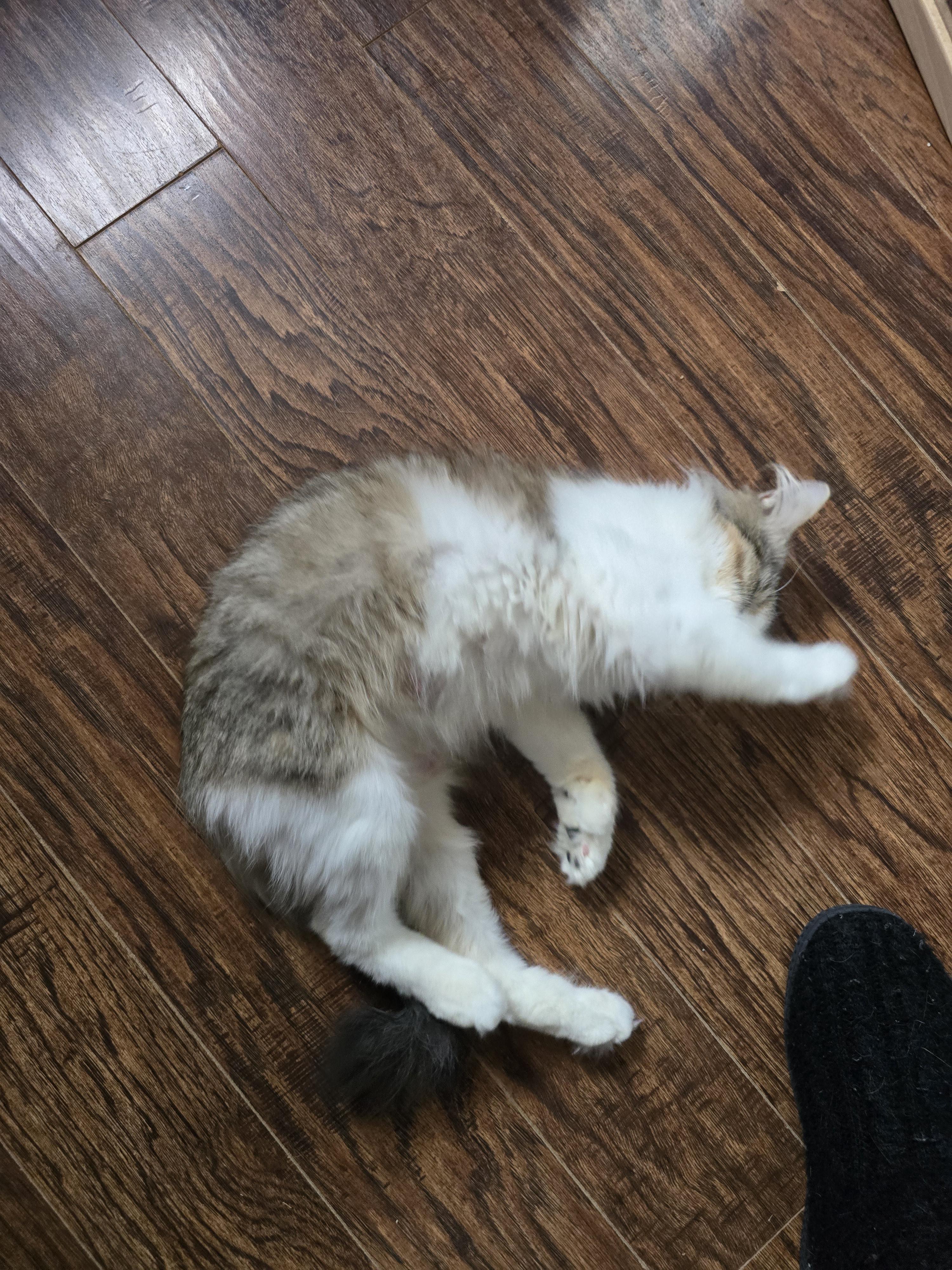 Enlarge Brandy, a ADOPTABLE Domestic Medium Hair in Massillon, OH image 3/4