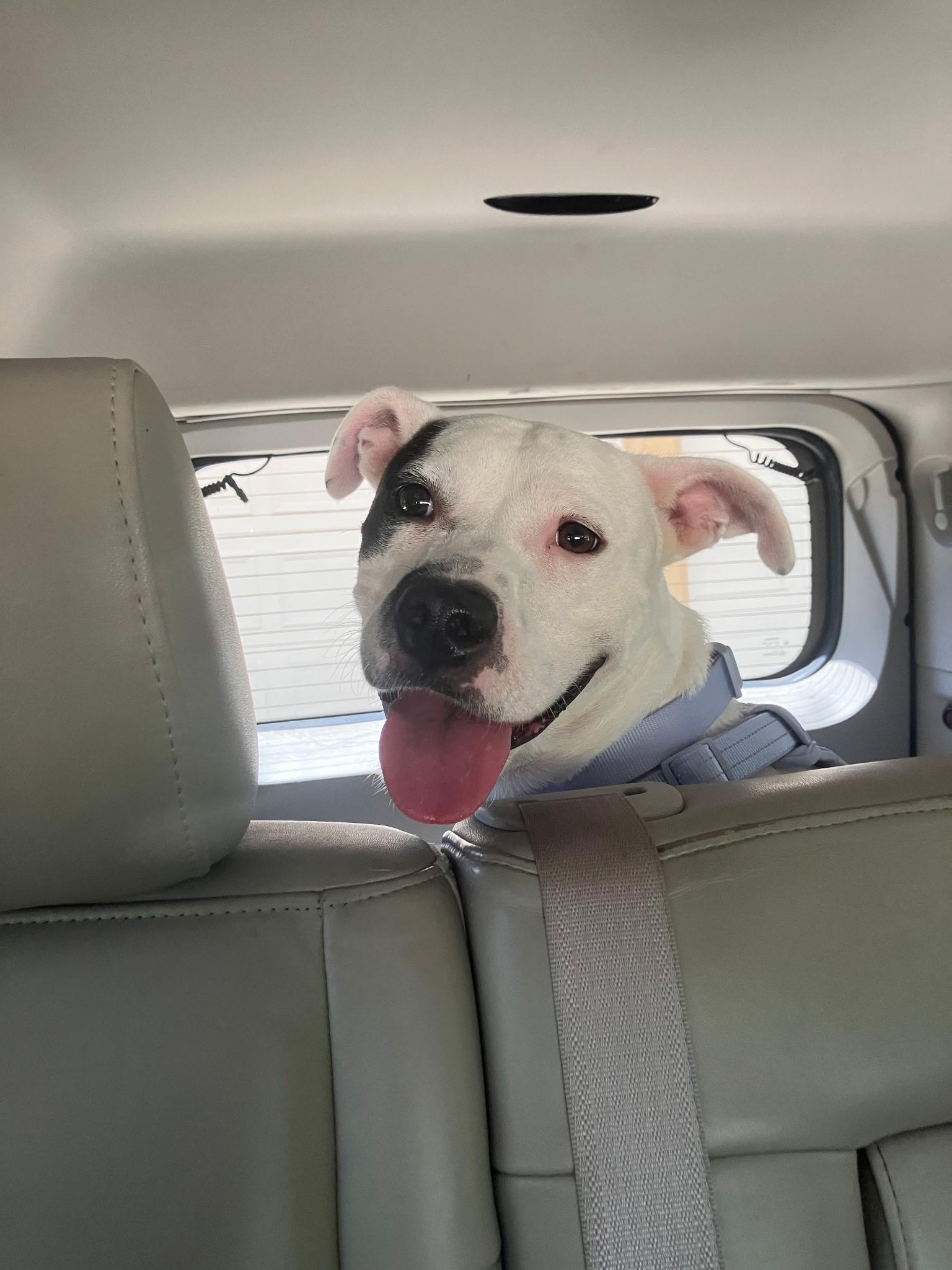 Mama Darla, Adoptable, Young Female American Staffordshire Terrier & Mixed Breed.