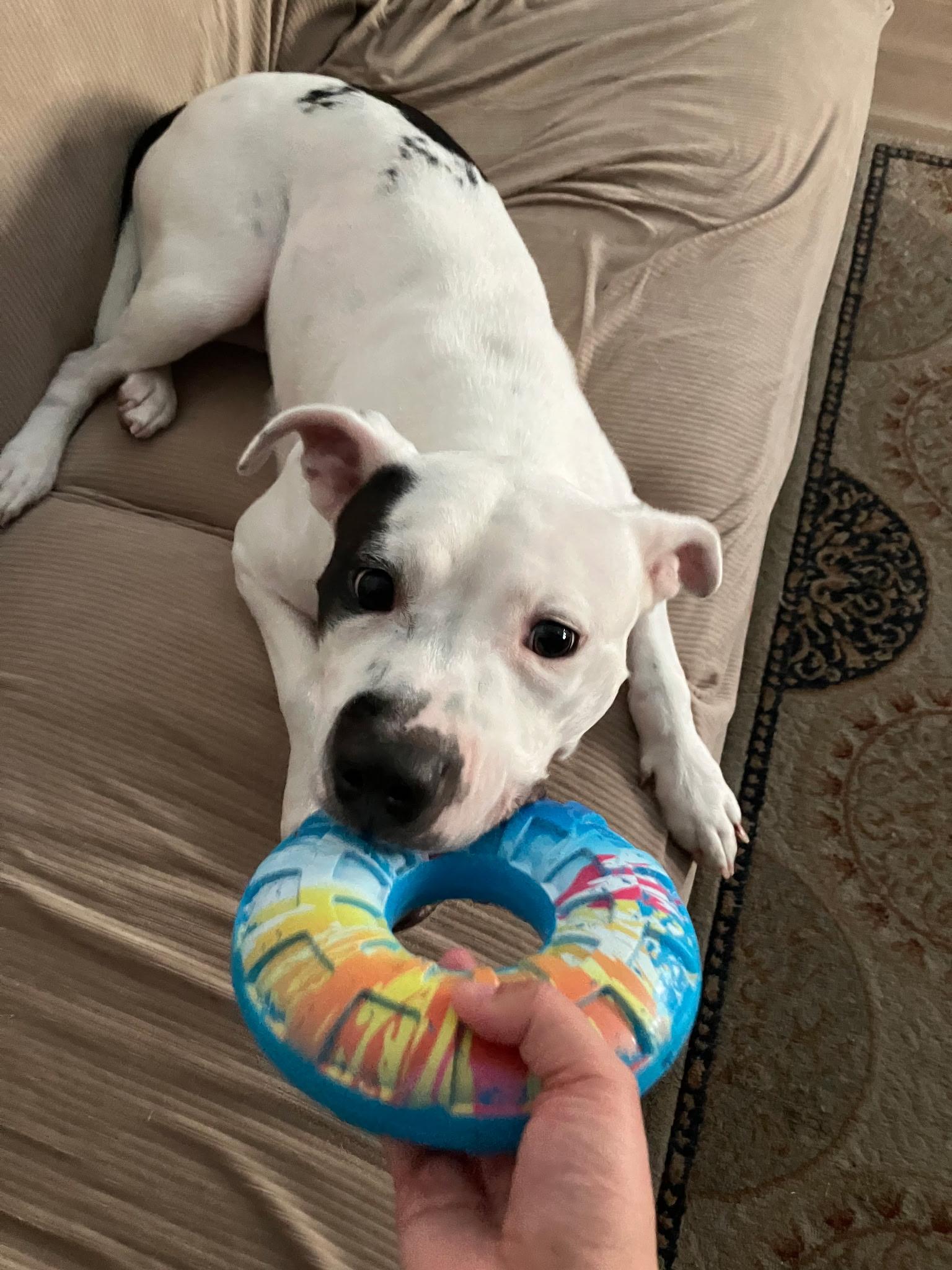 Enlarge Mama Darla, a Adoptable mixed breed in Whitestone, NY image 2/5