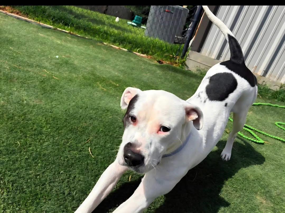 Enlarge Mama Darla, a Adoptable mixed breed in Whitestone, NY image 4/6