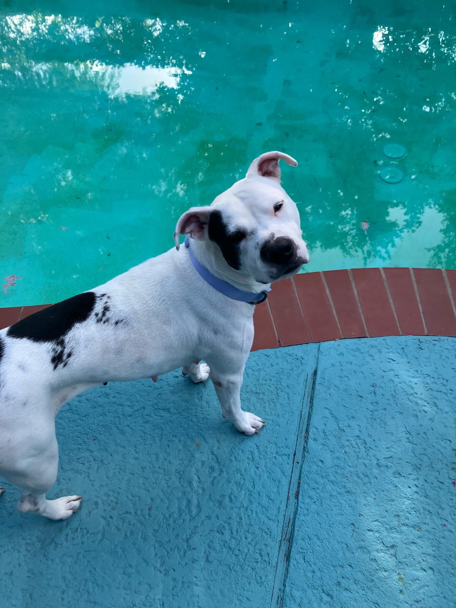 Enlarge Mama Darla, a Adoptable mixed breed in Whitestone, NY image 3/5