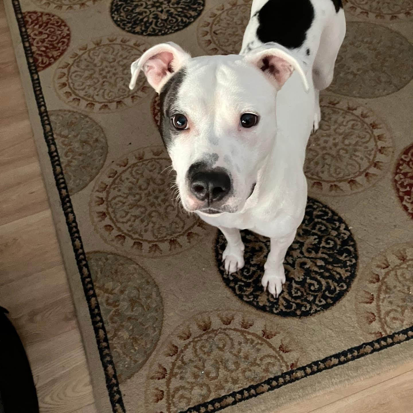 Enlarge Mama Darla, a Adoptable mixed breed in Whitestone, NY image 4/5