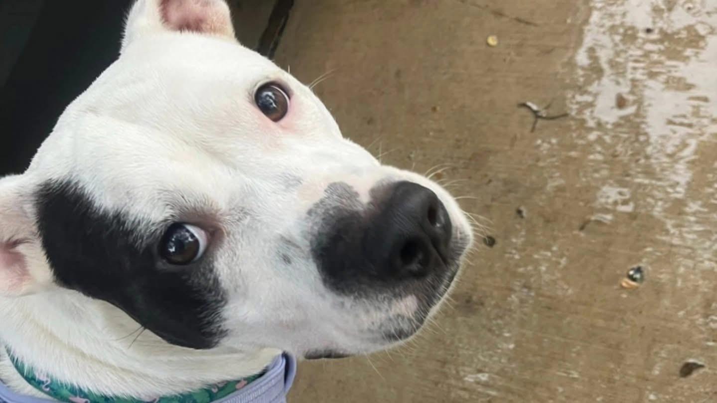 Mama Darla, Adoptable, Young Female American Staffordshire Terrier & Mixed Breed.