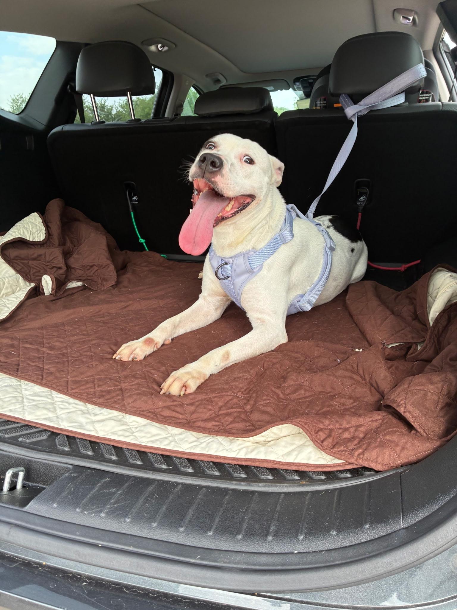 Enlarge Mama Darla, a Adoptable mixed breed in Whitestone, NY image 2/6