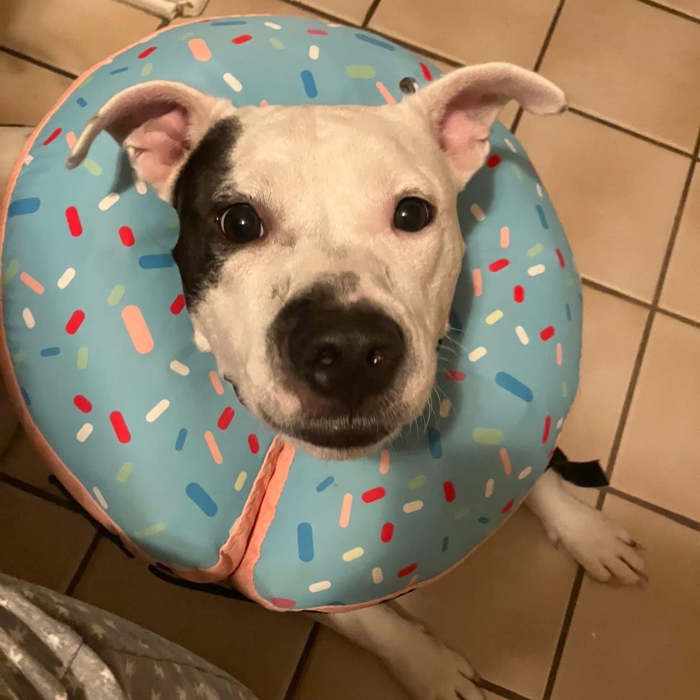 Enlarge Mama Darla, a Adoptable mixed breed in Whitestone, NY image 5/5