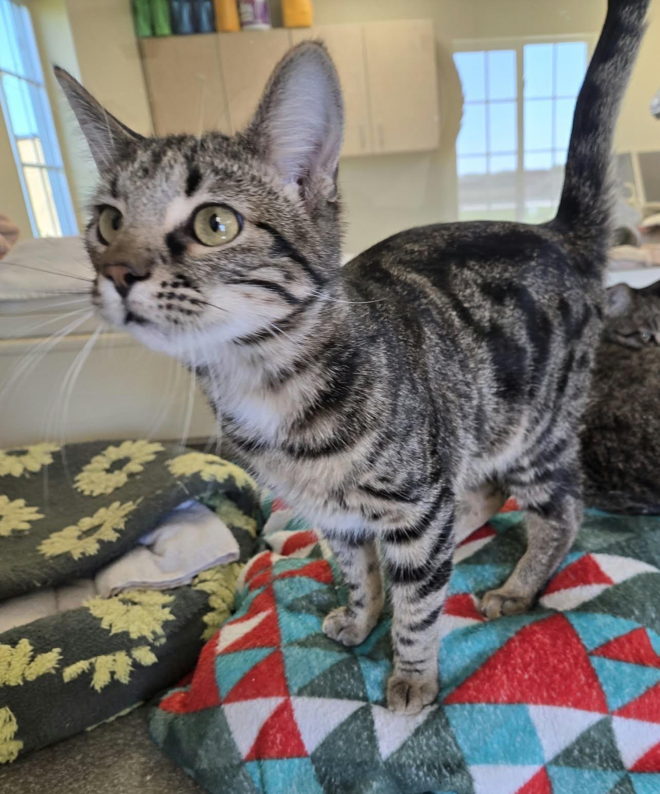 Enlarge Drummer, a Adoptable Domestic Short Hair in Larned, KS image 2/3