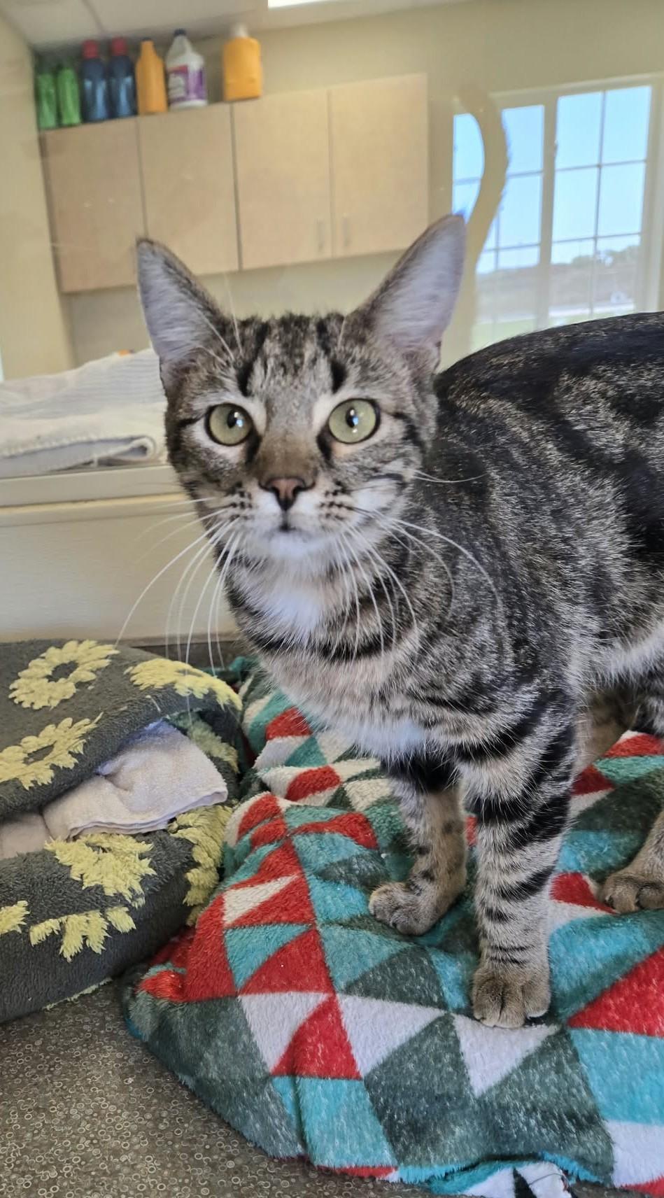 Enlarge Drummer, a Adoptable Domestic Short Hair in Larned, KS image 1/3