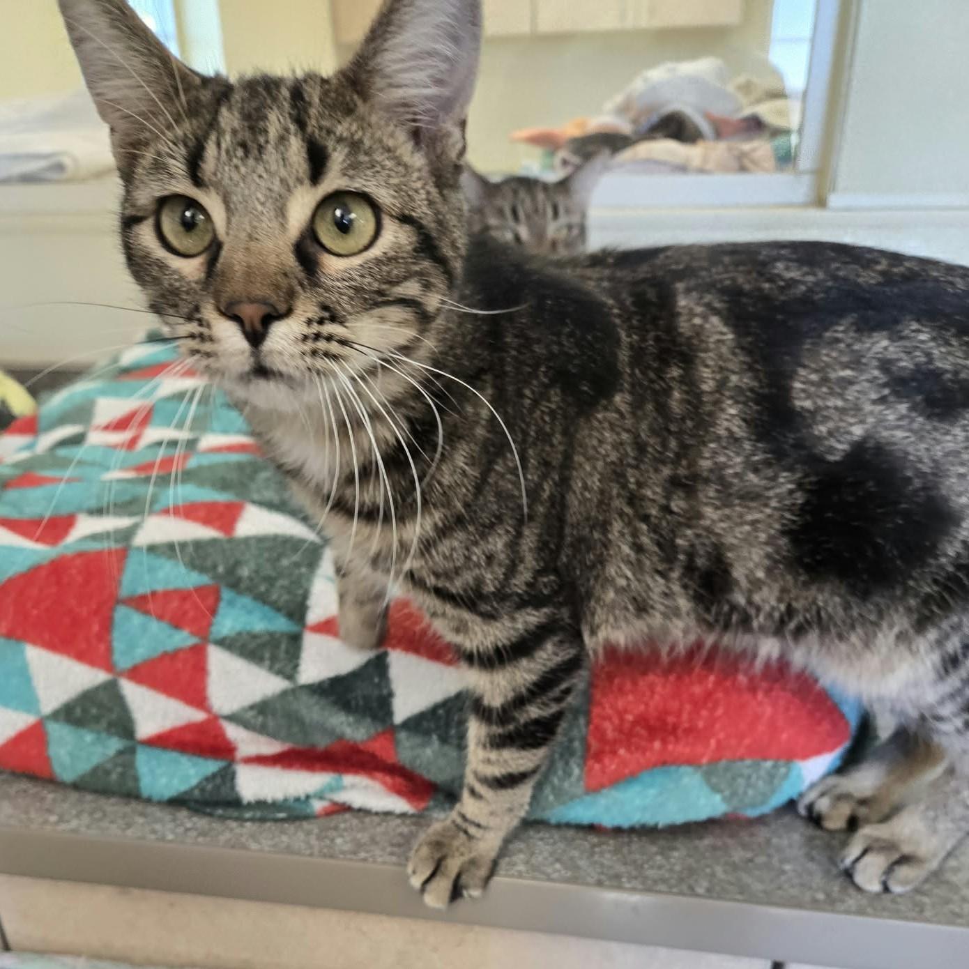 Enlarge Drummer, a Adoptable Domestic Short Hair in Larned, KS image 3/3