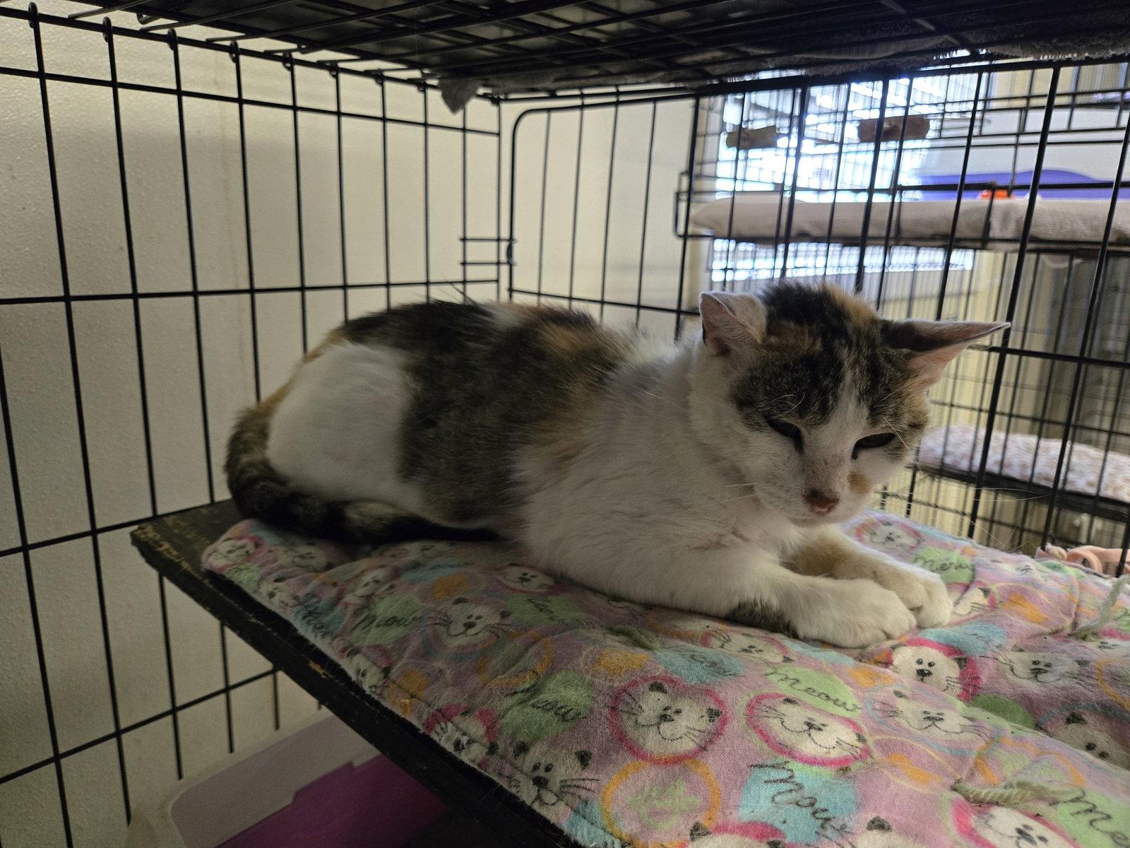 Misty, Adopted, Adult Female Calico.