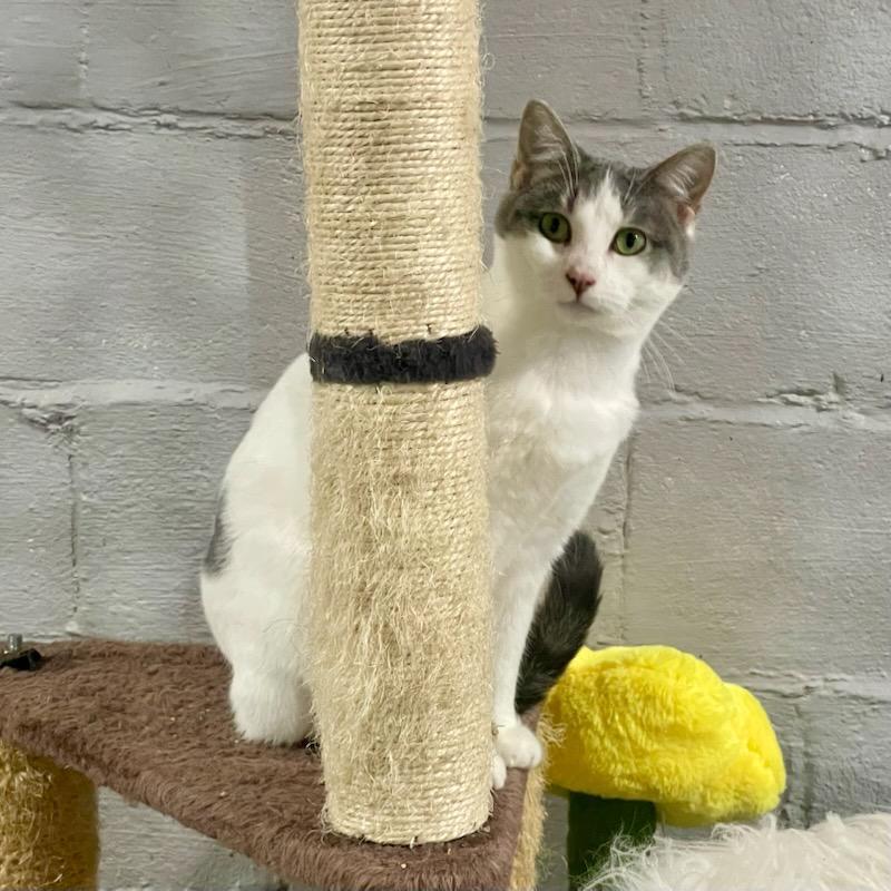 Enlarge Dahlia, a ADOPTABLE Domestic Short Hair in Benson, MN image 3/3