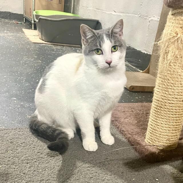 Enlarge Dahlia, a ADOPTABLE Domestic Short Hair in Benson, MN image 2/3