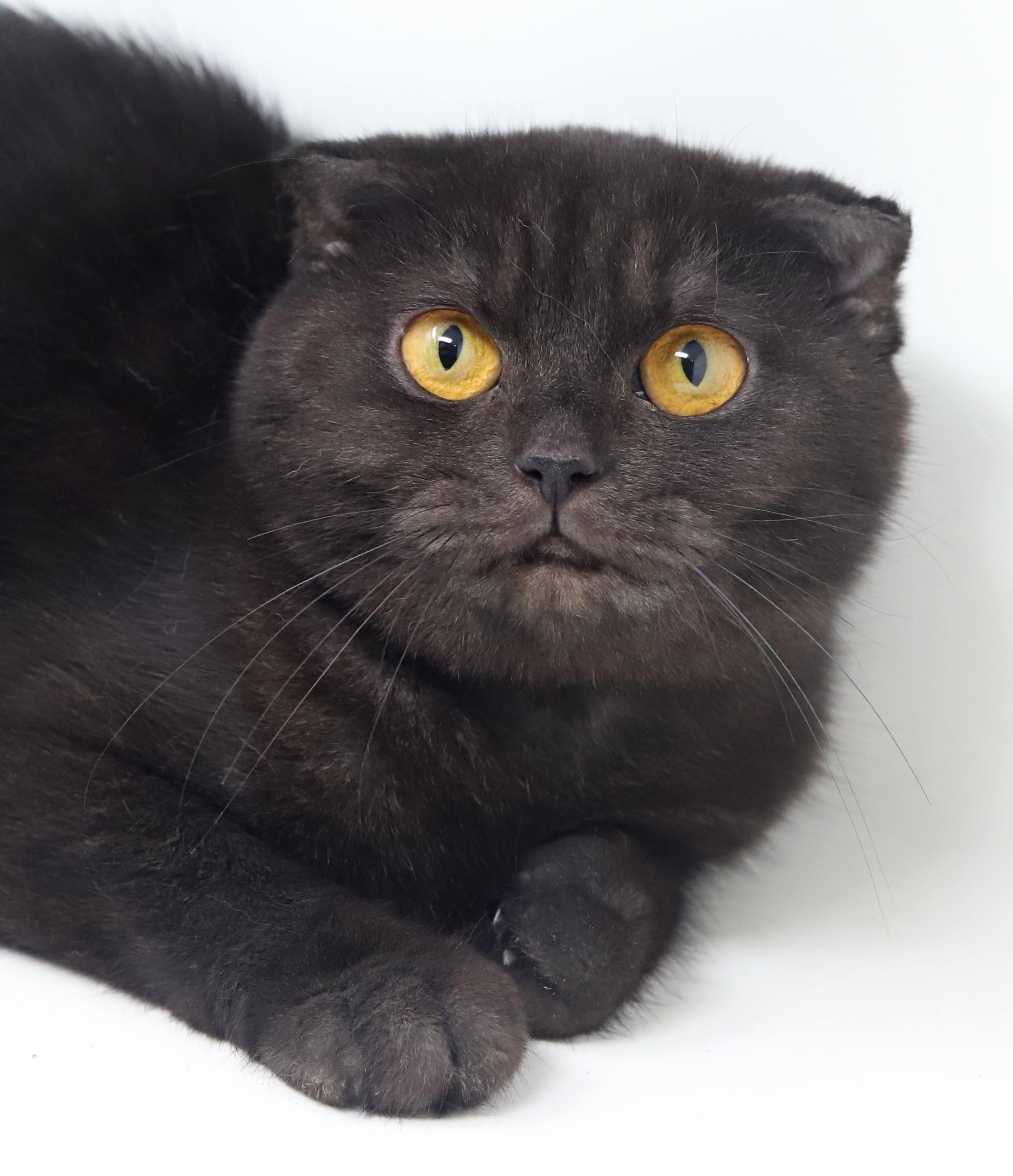 Nessie is nothing but SWEET SWEET SWEET!  SCOTTISH FOLD MAGIC!  Bonded with Bruce!  VIDEO!